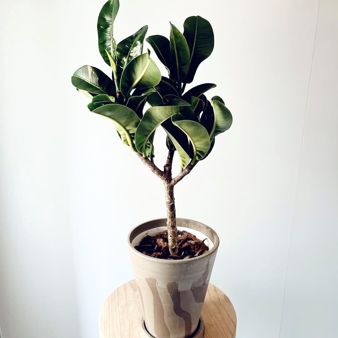 希少》アポロゴム Mサイズ 観葉植物 calm cafe