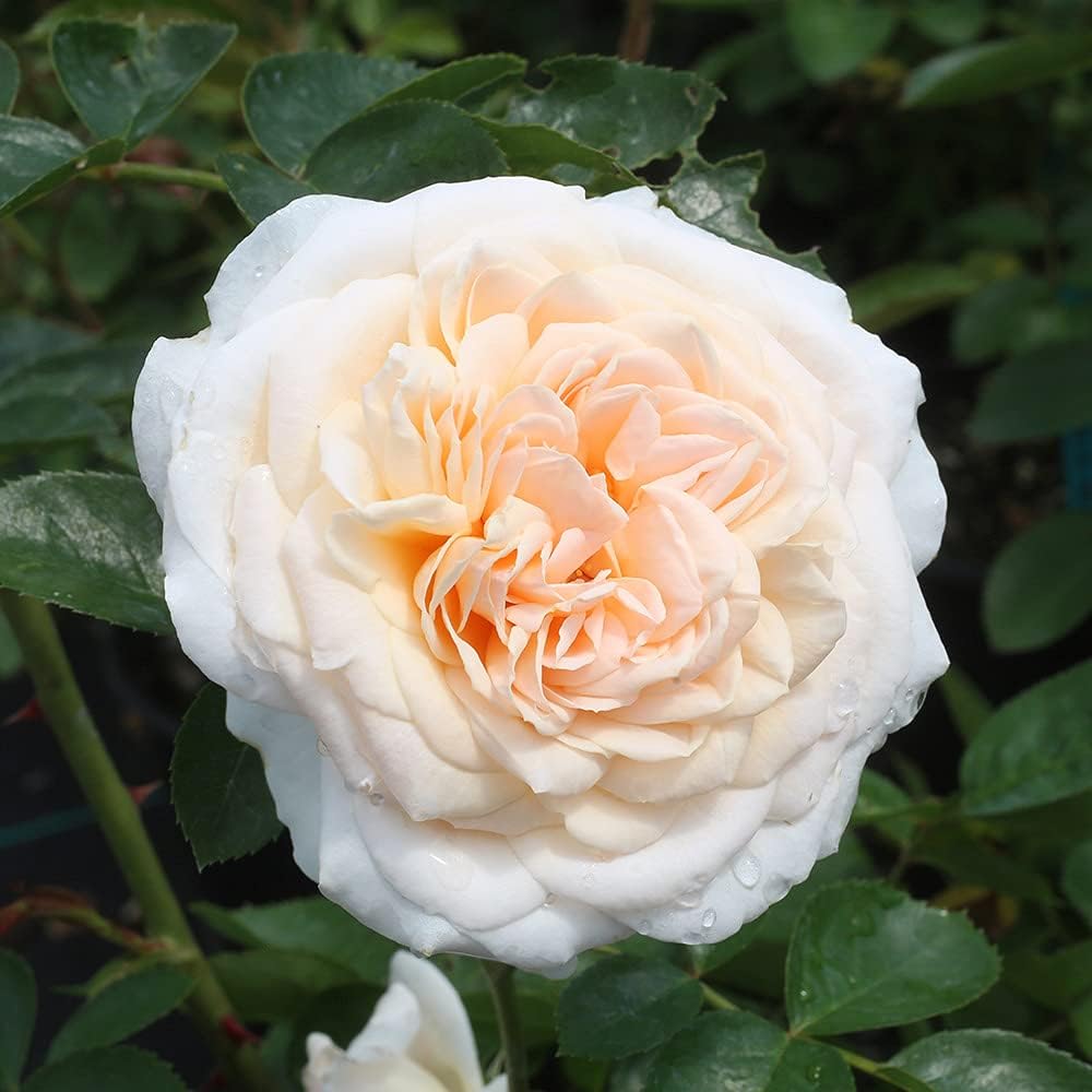 Heirloom Floribunda Roses, Live Own Root Plant for Outdoor Garden, Cream Abundance™, Moderately FragrantHardiness Zones: 5-10, Continual Blooming