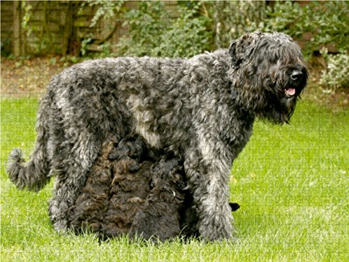 CALVENDO Puzzle 1000 Teile - Motiv Bouvier Des Flandres, 64 X 48 Cm, Premium-Qualität