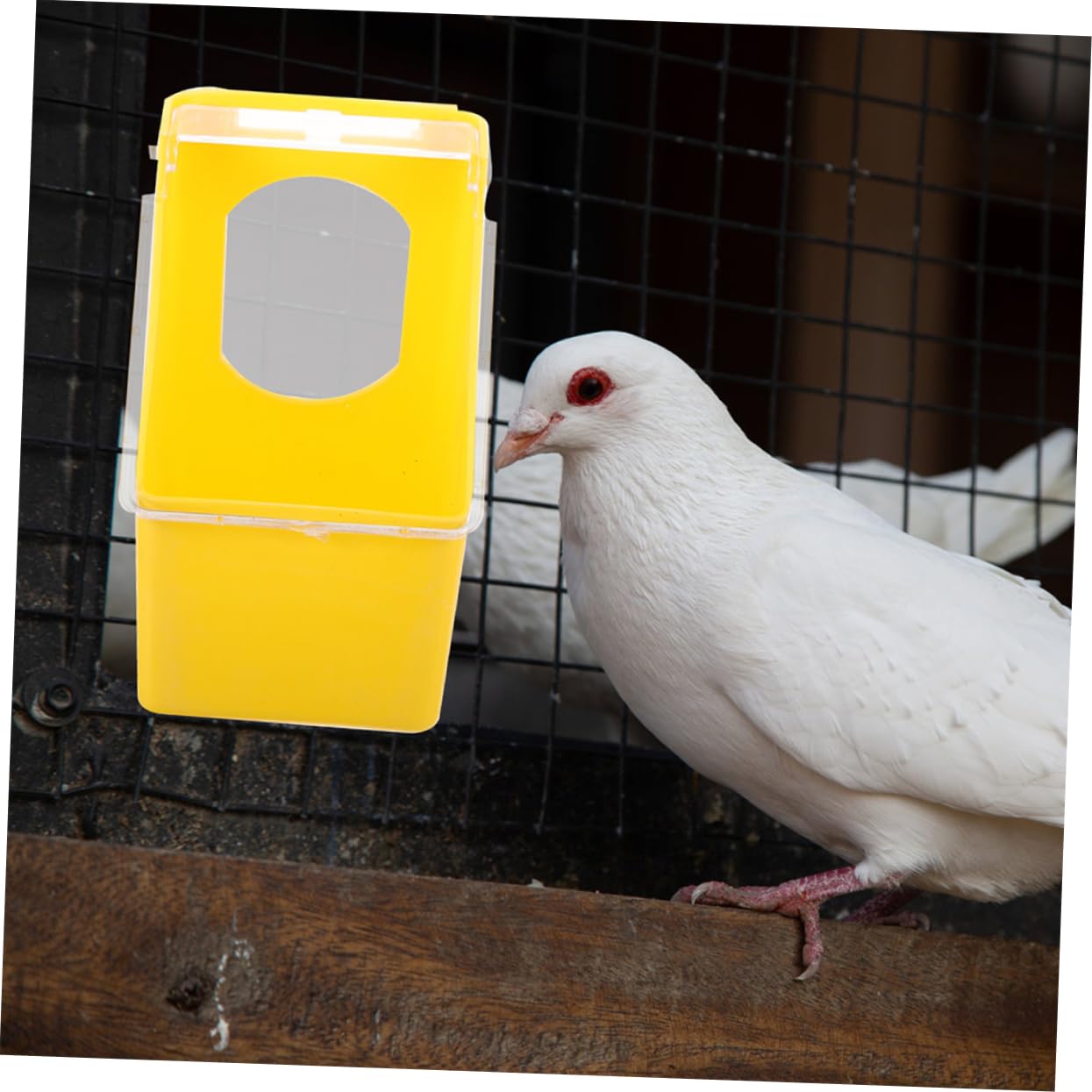 Yardwe 4piezas Comedero para y Cacatúas Comederos Suministros para Aves Colgante Duradero