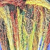Broom Corn Seed Multi Color Crafts Home Accents Gold Red Bronze Purple Brown jocad (100+ Seeds)