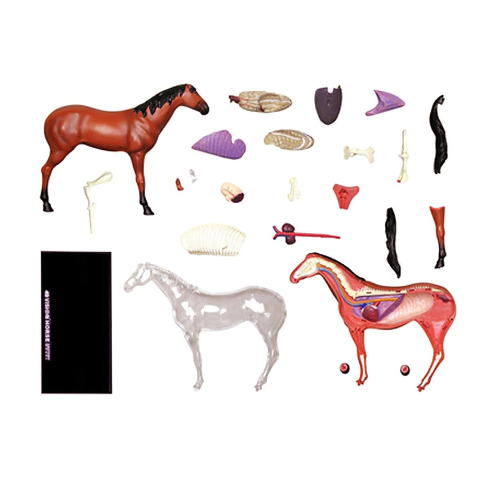 4D Caballo Anatomía Modelo - Animal Esqueleto Espécimen, Biología Desmontable, 26 Piezas para la Clínica de Mascotas Veterinaria FormaciónEscuela de Enseñanza Demostración