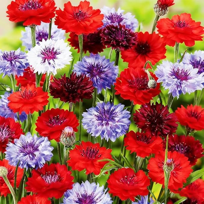 5000 Count Premium Cornflower Seeds Non-GMO Heirloom High Germination Rate Hardy Annual Centaurea Cyanus