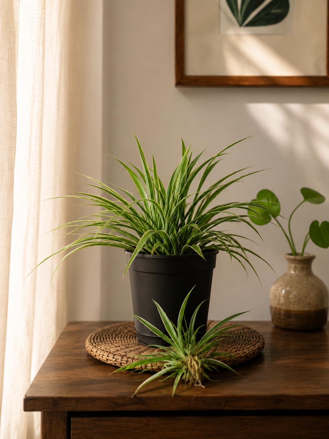 Premium Spider Plant Live Indoor Plant | Elegant Green Houseplant | Low Maintenance | Home & Office Decor (large size)-image-32