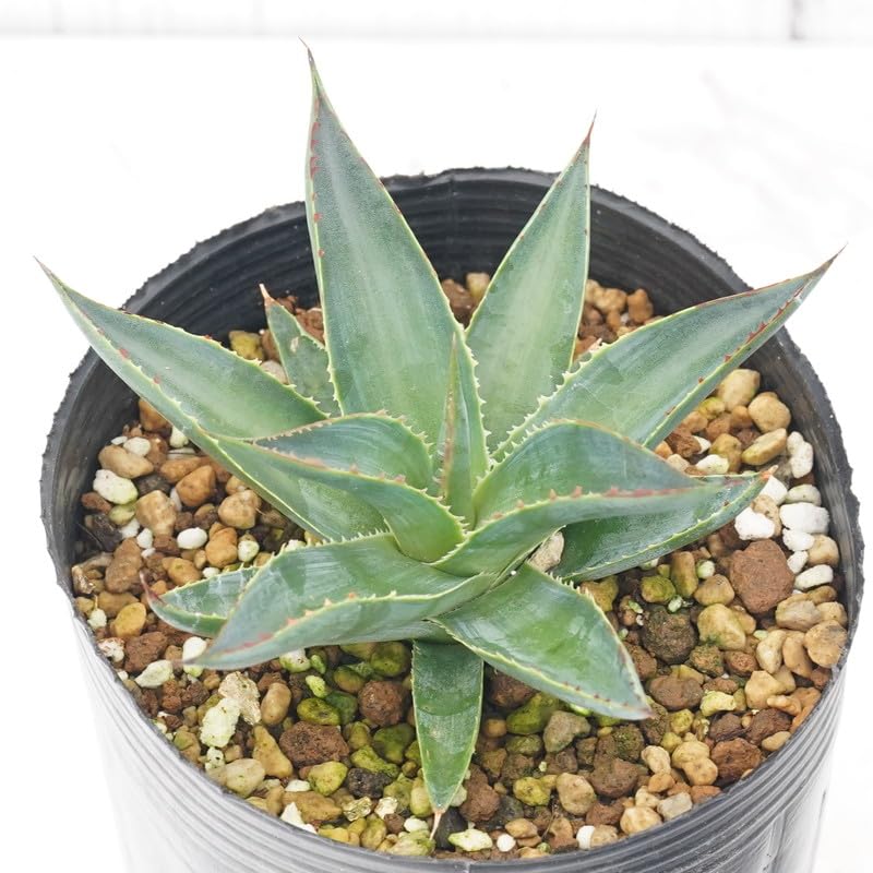アガベ　ブルーグロー　※中株25㎝‼️ アガベ ブルーグロー Agave 'Blue Glow' no.22809 | 芽の巣山