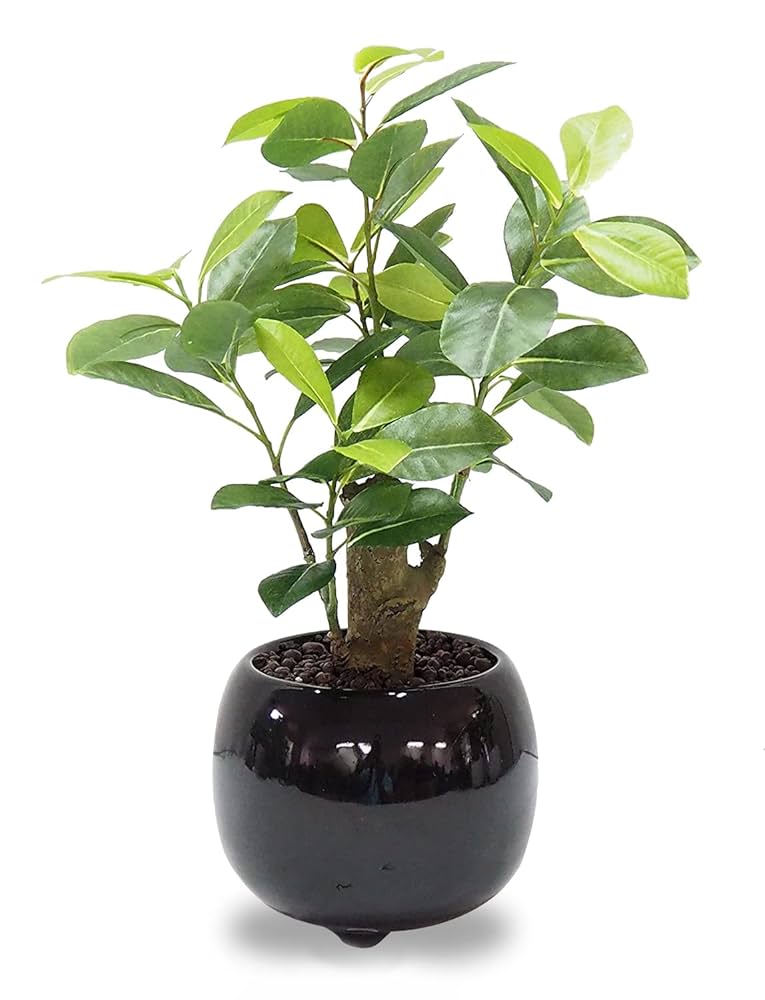 Amazon｜SUNAVI 観葉植物 光触媒 ガジュマルの木 空気清浄 多肉