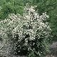 Jasminpflanze Garten Schlüter – Duftender Bauernjasmin im Topf 3 Liter