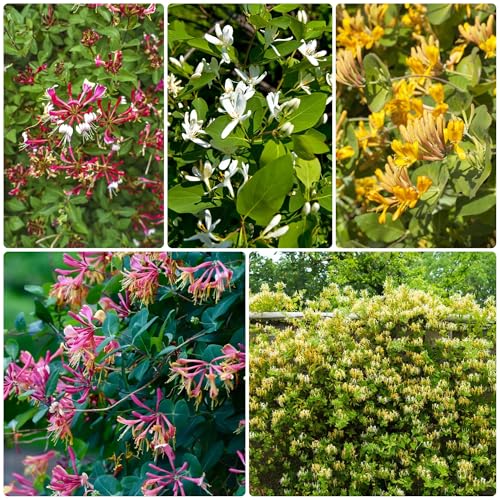 semi di caprifoglio, resistenti giardino rampicanti esotiche 800pcs