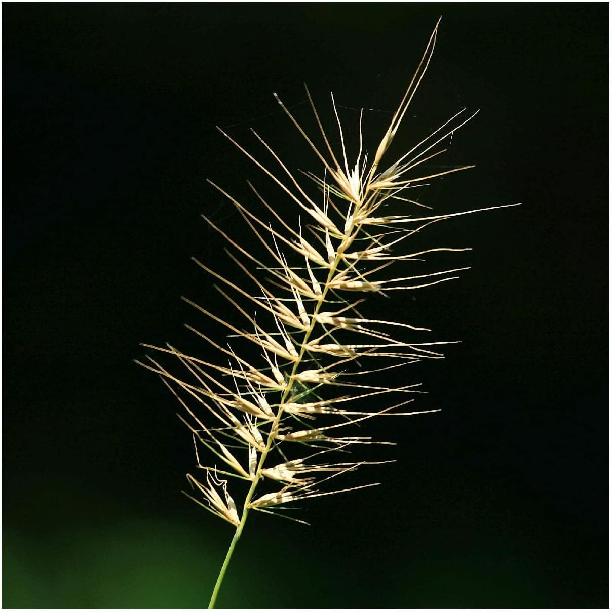 Everwilde Farms - 1/4 Lb Bottlebrush Grass Native Grass Seeds - Gold Vault
