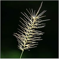 Vista 2 de Everwilde Farms - Semillas de hierba nativa con cepillo de botella de 1/4 libras - Gold Vault