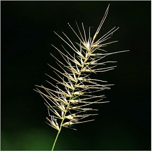 Miniatura 2 de Everwilde Farms - Semillas de hierba nativa con cepillo de botella de 14 libras - Gold Vault