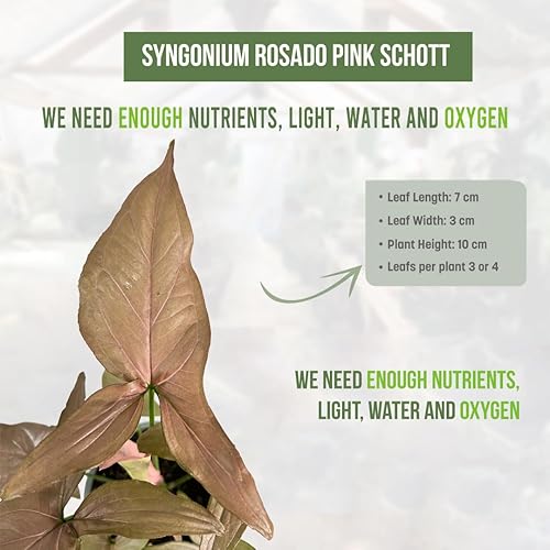 Miniatura 2 de Syngonium Rosado Schott (paquete de 2) por LEAL PLANTS ECUADOR | Plantas de interior de orejas de elefante abigarradas raras | Plantas vivas de