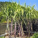 Semillas de caña de azúcar, jardín de rocas resistentes semillas de resistentes de exterior exóticas jardín 400pcs