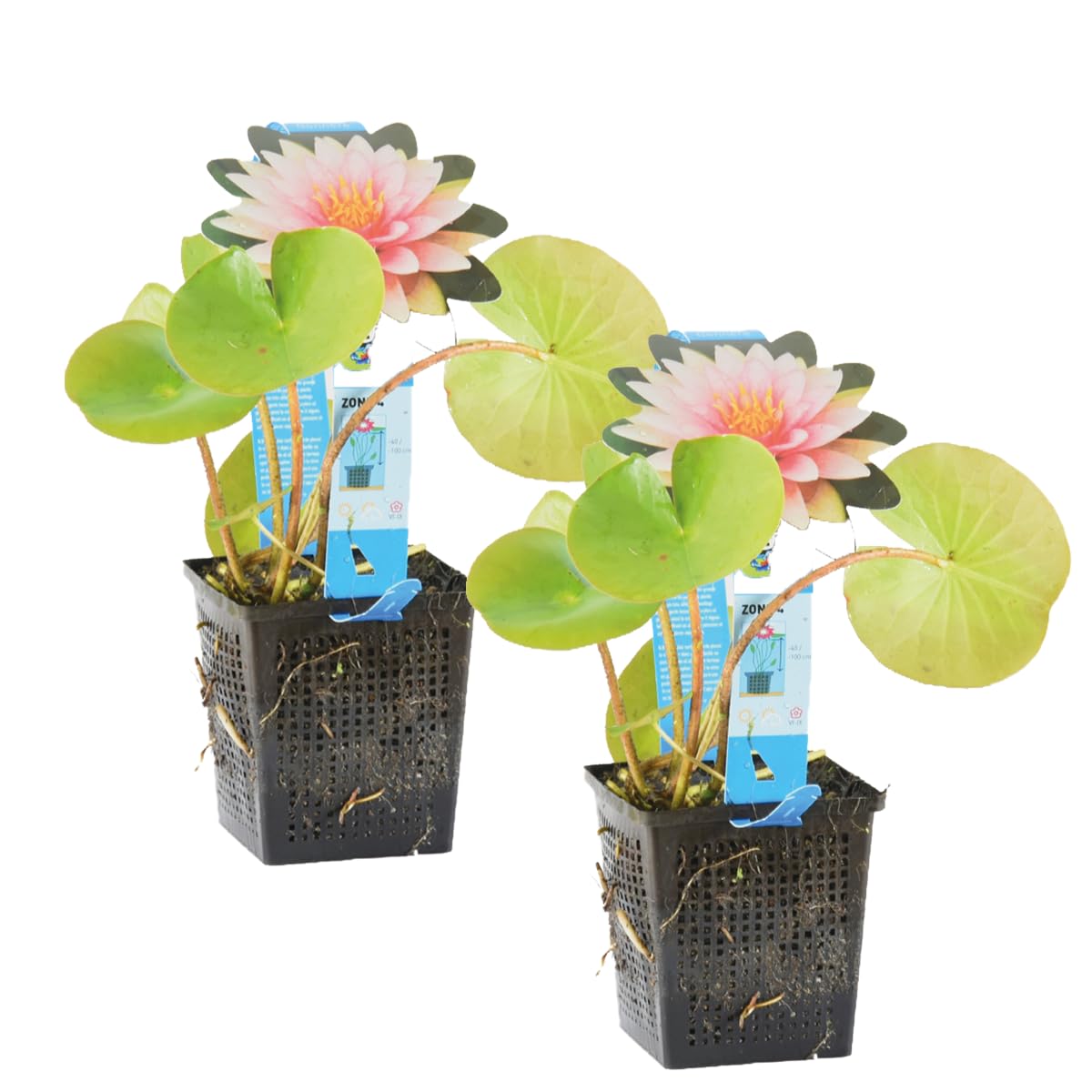 Bloomique - Set de 2 - Nymphaea ‘Wilfron Gonnere’ - Nenúfar - Rosa - Plantas de estanque - Acuáticas - Resistente al frío - Altura 10-20 cm - Maceta 11 cm