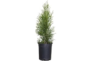 2.5 Qt - Emerald Green Arborvitae (Thuja Occidentalis), Large Evergreen Shrub/Tree
