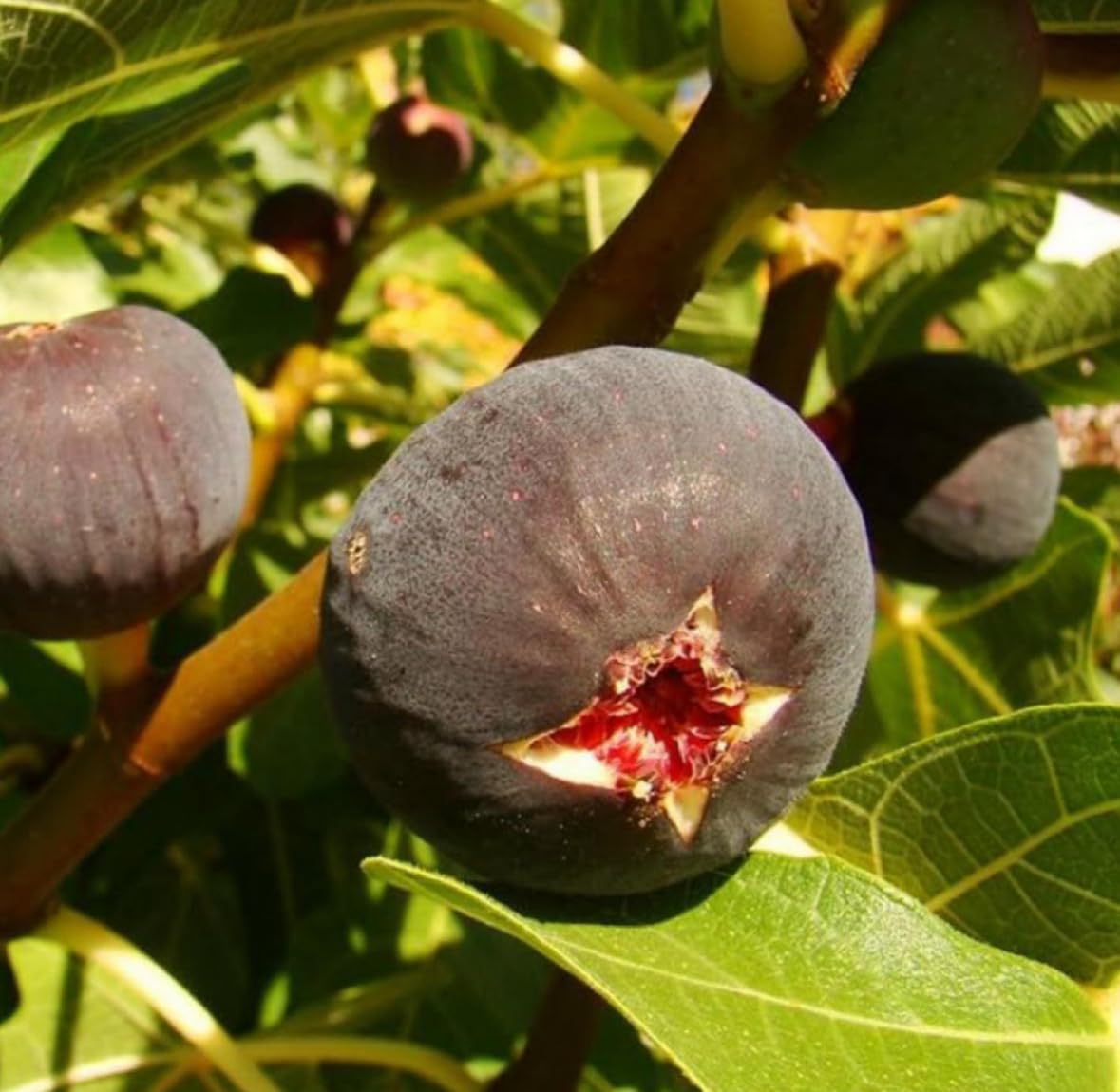 Fig Seed Oil, Organic, Cold Pressed, Unrefined, Natural 2 Fl Oz