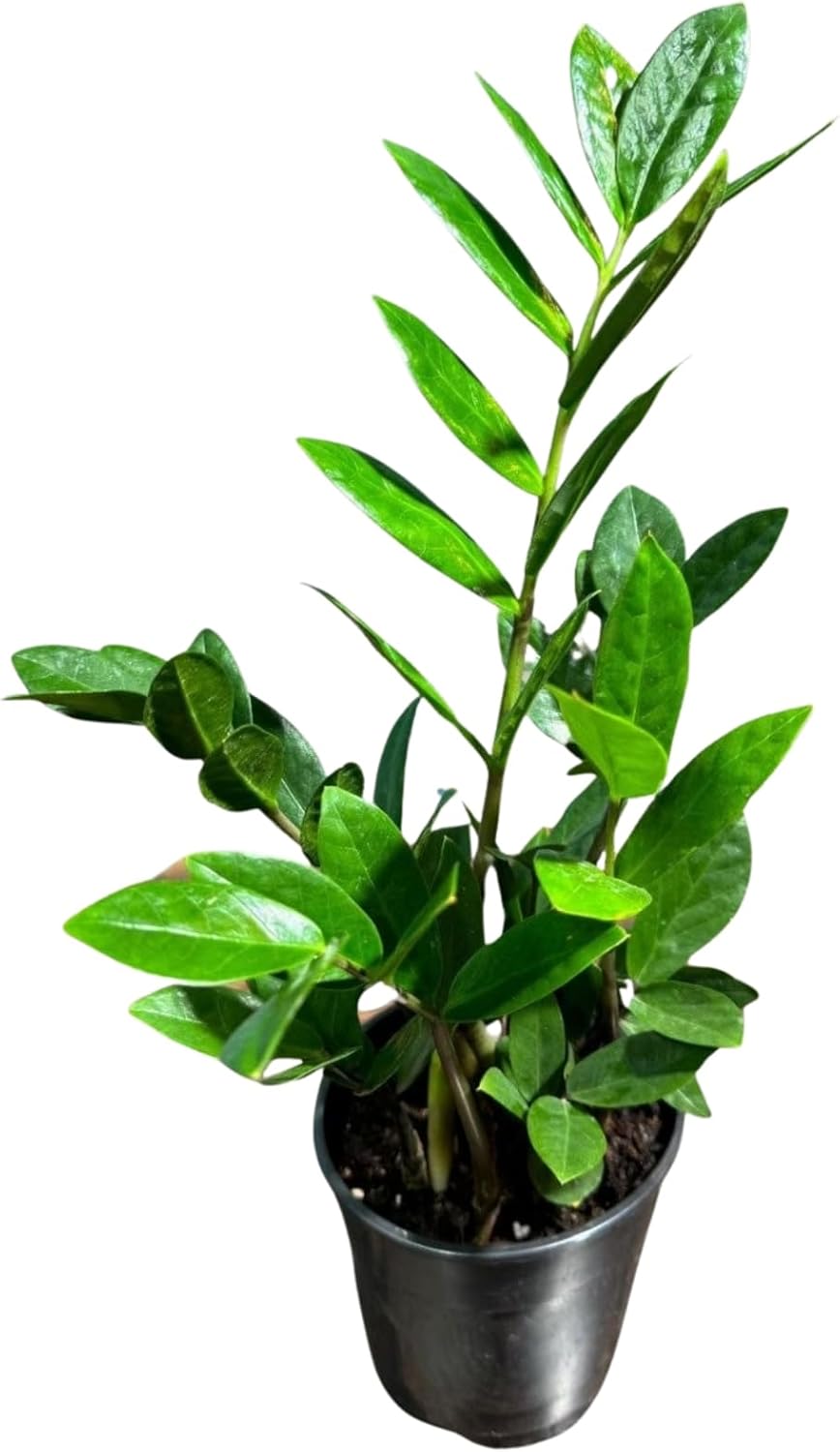 PLANTVERS Green ZZ Plant – Zamioculcas Zamiifolia | Hardy Tropical Foliage with Upright Glossy Leaves | Low-Light Tolerant & Easy Care for Home or Office Display (6" Grow Pot)