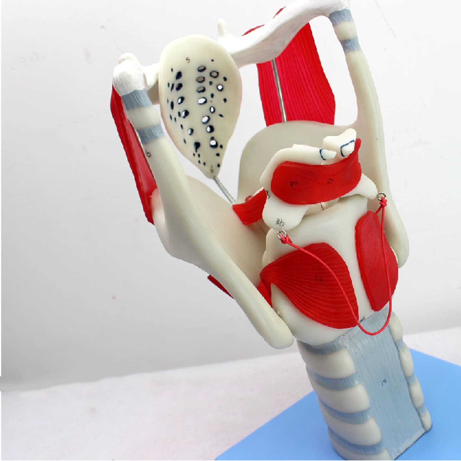 Model anatomiczny gardła – 24 części wskaźnik do nauczania i