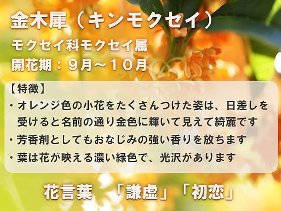 Amazon Co Jp キンモクセイ鉢植え Diy 工具 ガーデン