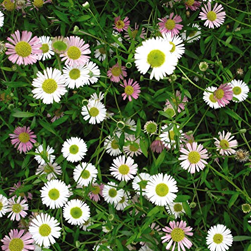 Erigeron Stallone Garden Plant Hardy Perennial Flowering Garden Plants Easy to Grow Your Own 12x Garden Ready Plug Plants by Thompson and Morgan