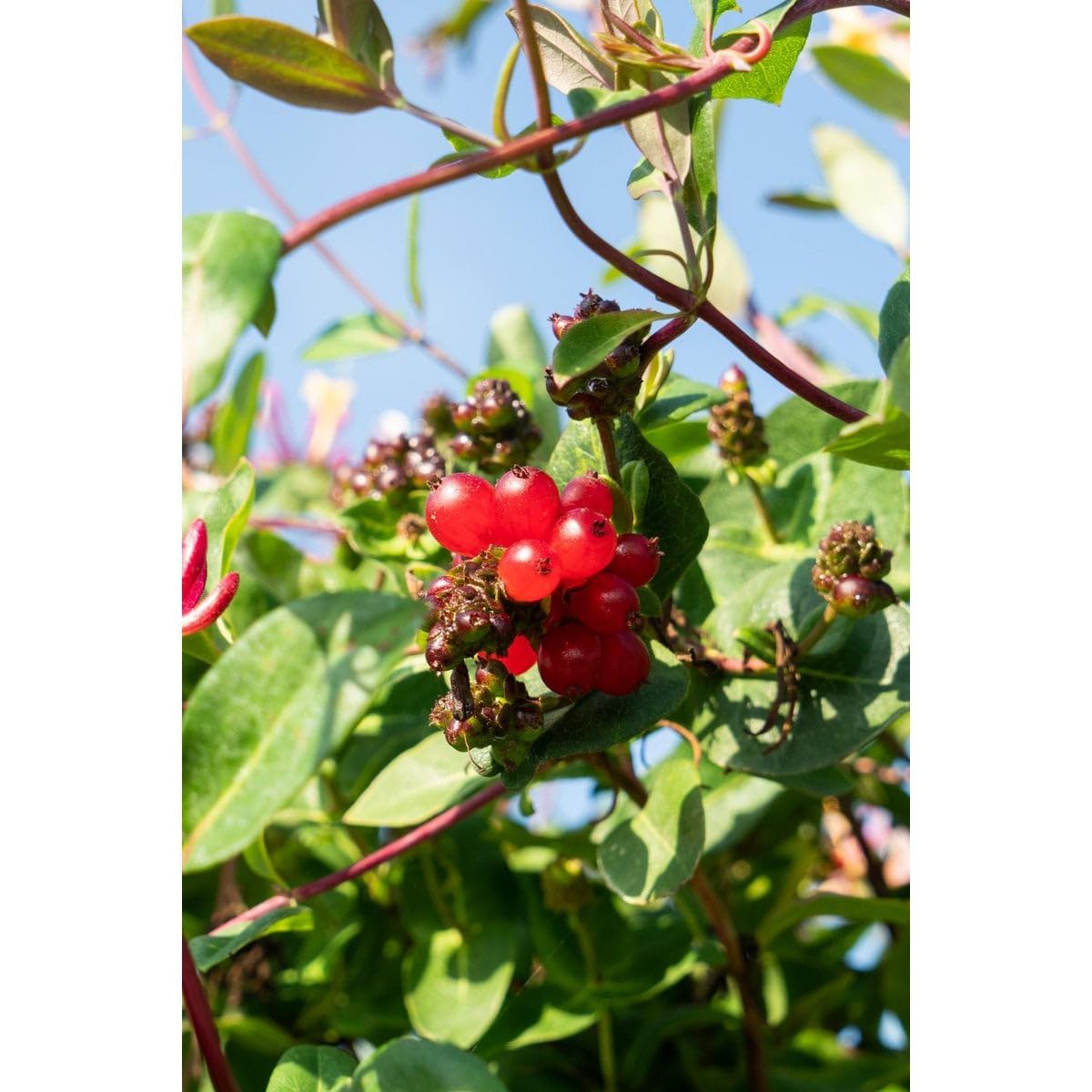 Kletterpflanzen Set mit Duftenden Blüten, Winterharte Geißblatt Pflanze, Lonicera Periclymenum Serotina, Waldgeißblatt Rankpflanze, Geeignet für Garten Balkon, Grün Rosa Weiß, 3er Set Ø15cm Höhe 65cm