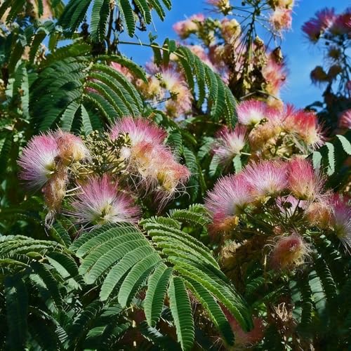 80+ Mimosa Silk Tree Seeds for Planting Pink Albizia Tree Seed Attracts Pollinators Non-GMO Mimosa Seeds for Indoor Garden and Outdoor Planting