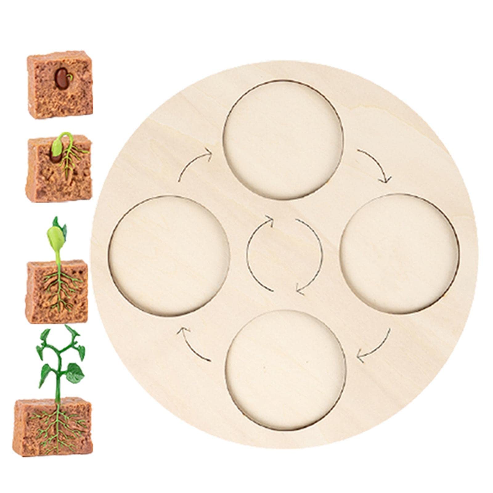 JISADER Life Growth Cycle Board Early #Educational for Preschool Kids, Plant