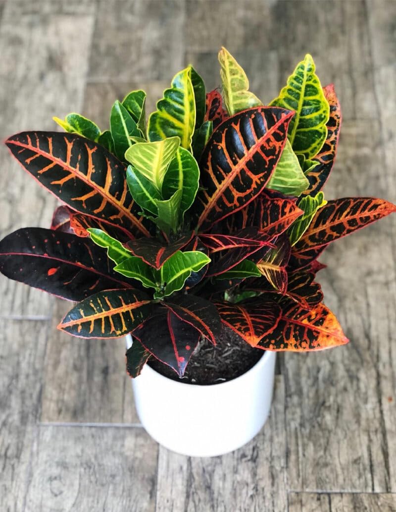 Oxygen plants for home indoor no sunlight,Croton plants | Multicoloured | Live plants | Plants, Indoor & Outdoor Plants (Pack of 1) (B0D7VK421T) Amazon Price History, Amazon Price Tracker