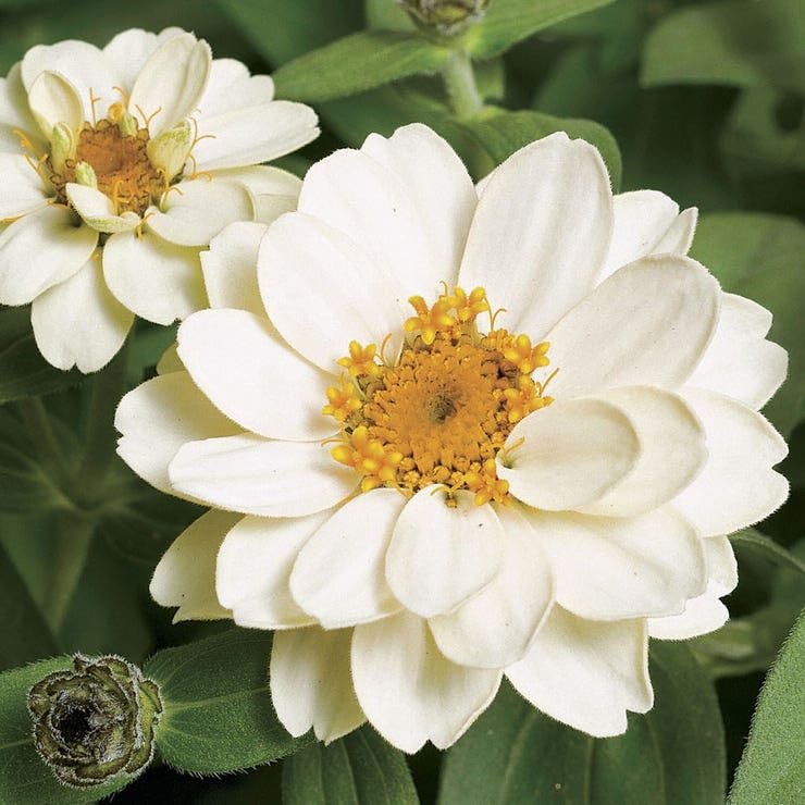Park Seed Profusion Double White Zinnia Seeds