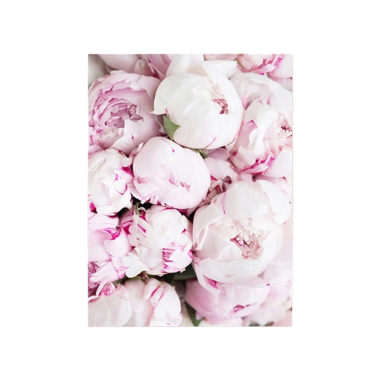 Affiches fleurs roses pour illuminer un mur blanc triste avec des pivoines esthétiques