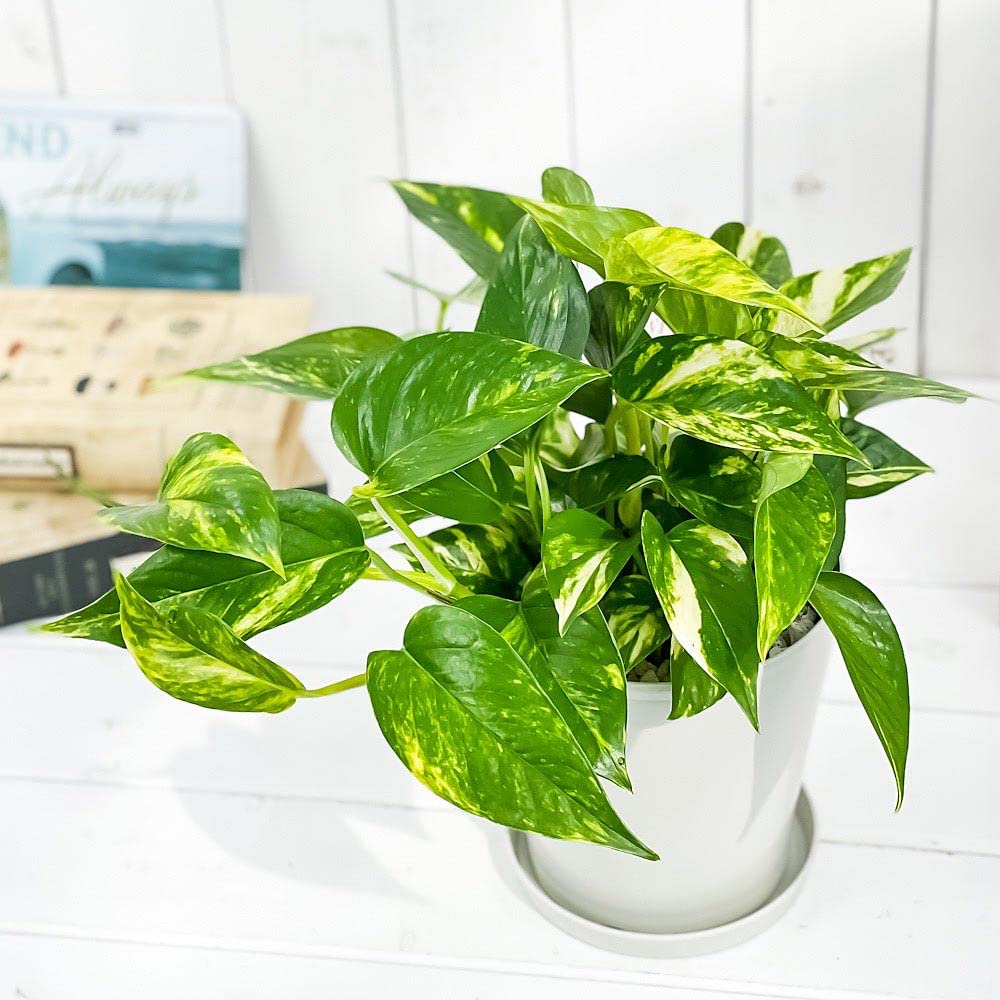 Amazon.co.jp: PLANCHU 観葉植物 ポトス ゴールデン 5号鉢 受け皿付き