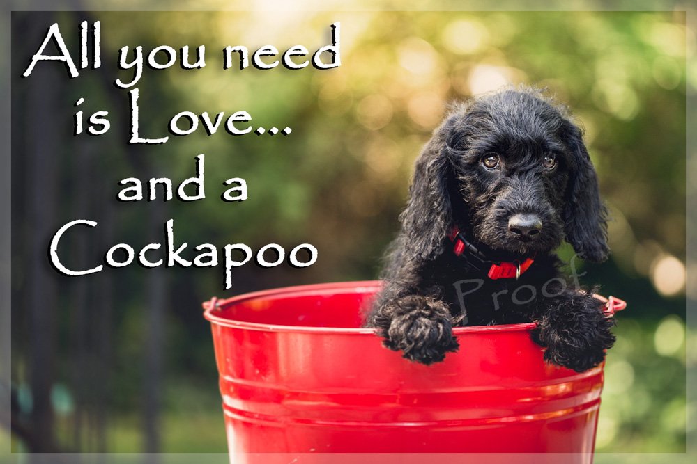 Black Cockapoo Fridge Magnet - Ideal Birthday Gift for The Dog Lover