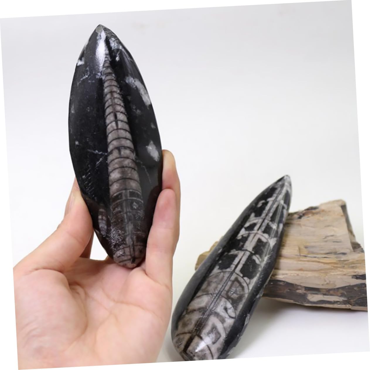Fósil de Orthoceras Grande 1 Pieza Mineral, Muestra Didáctica | Paleooceánico, Color Negro, para Cumpleaños y Fiesta, Colección de Fósiles y Laboratorio de Ciencia