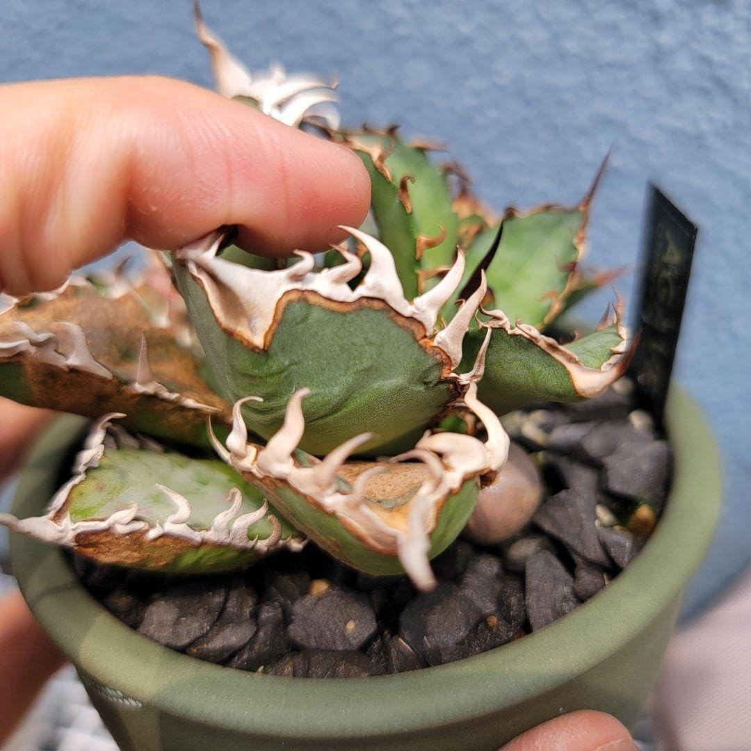 アガベ　オテロイ実生　ぶつぶつ実生と育苗箱ごと　イラン産シャーク種子 アガベ オテロイ実生 ぶつぶつ実生と育苗箱ごと イラン産シャーク種子