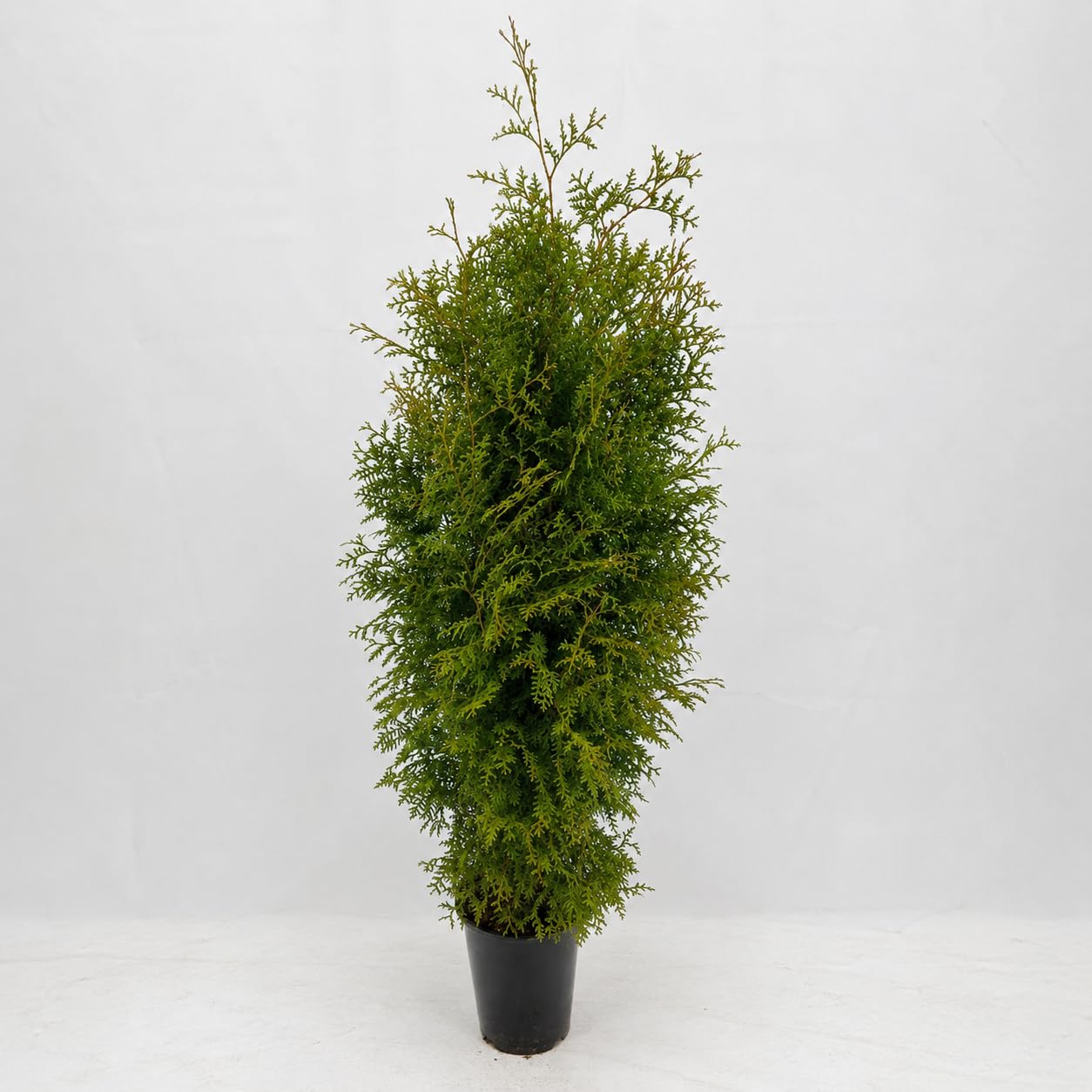 50 Thuja Brabant 120-150cm Buschig XXL ohne Topf gemessen frisch vom Feld | Gartenhecke | Heckenpflanzen Immergrüner Lebensbaum Topfware | Hecke | Sichtschutz