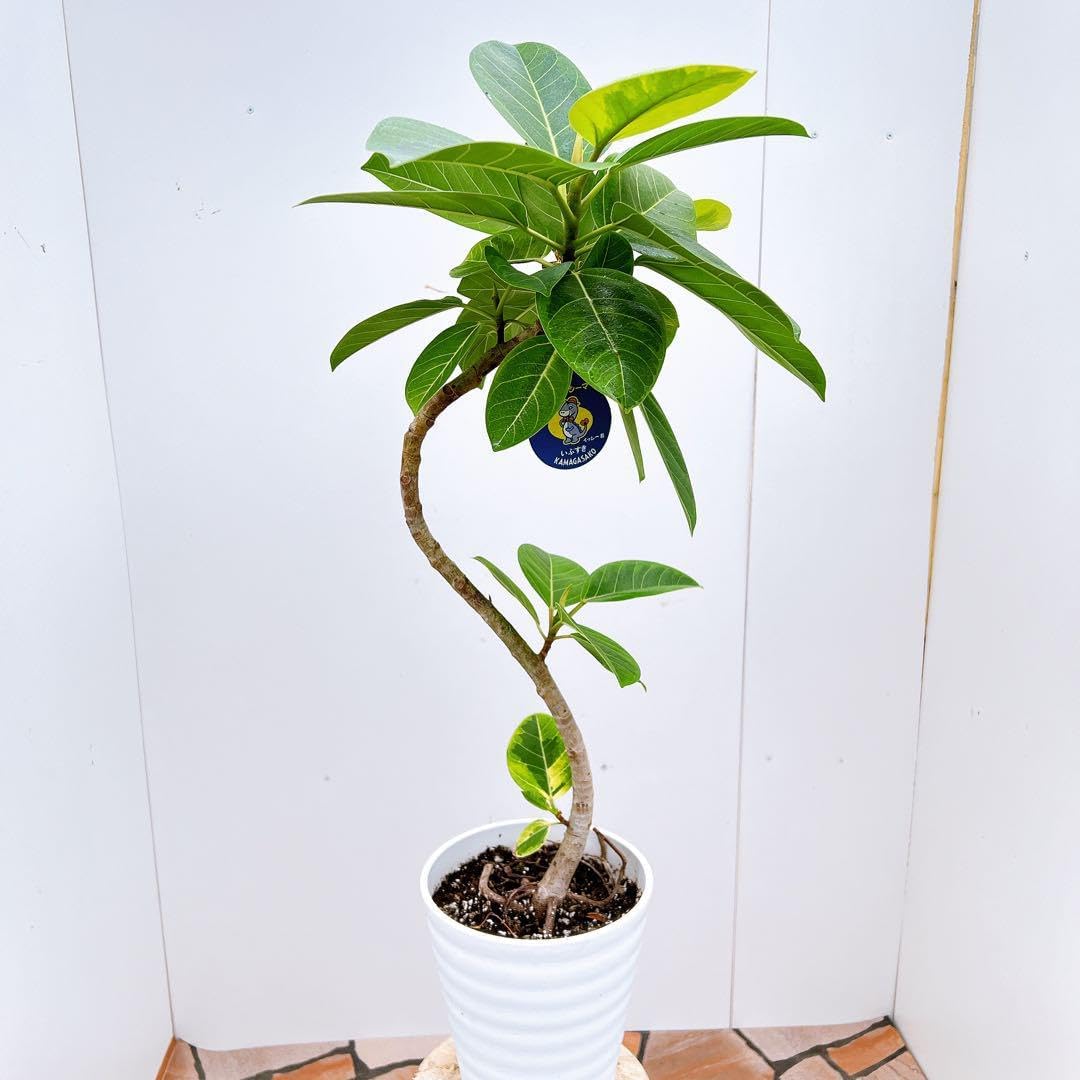 フィカス ゴムの木 アルテシマ 曲がり 6番 インテリア 室内 観葉植物