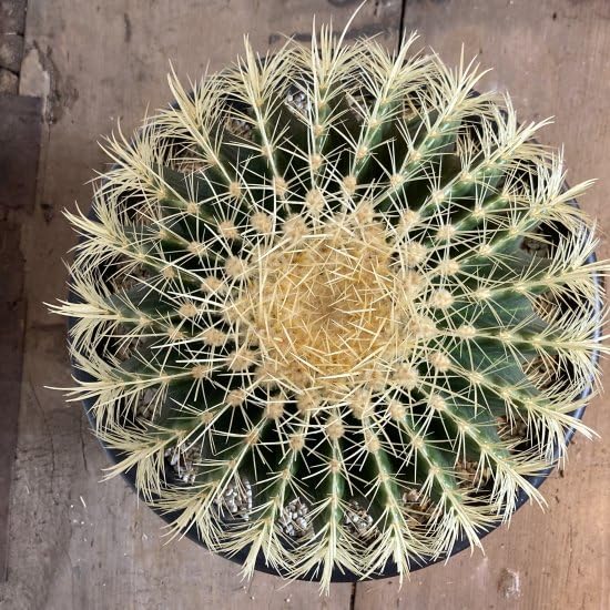 た*ご様 サボテン 金鯱　10号鉢サイズドライガーデン 発根済】30cm 金鯱 サボテン 特大 10号 多肉植物 ドライガーデン