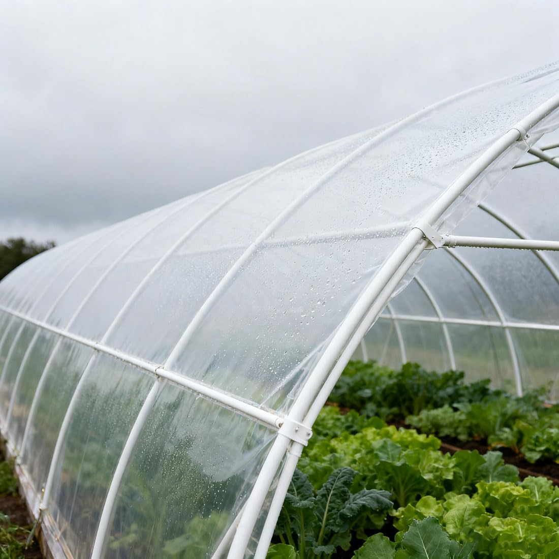 Bâche de Serre en Polyéthylène, Film de Jardinage pour Serre 12S Résistante aux UV, Intempéries et Déchirures Pour projets industriels, Jardin et Culture Protégée P(Size:3x20m/9.84x65.6ft,Color:Blanc)