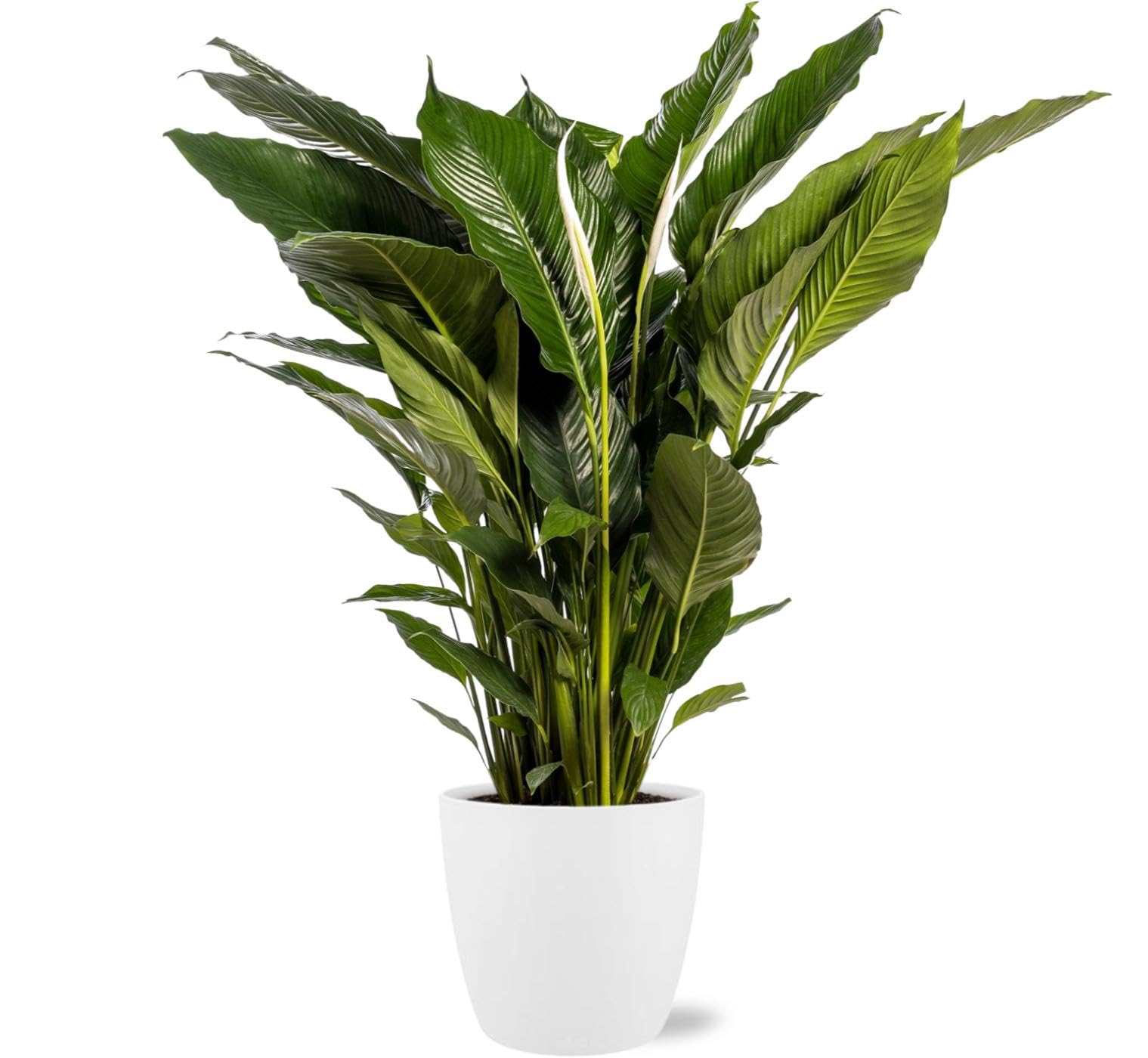 Spathiphyllum Sweet Sebastiano plante verte dans son pot Bruxelles blanc pour votre salon