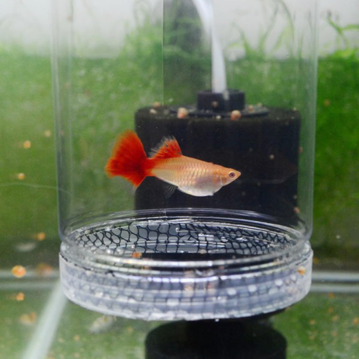 Plastic Fish Breeding Box with Suction Cup and Breeding Easy to Clean Aquarium Isolation Tank for Small Fish