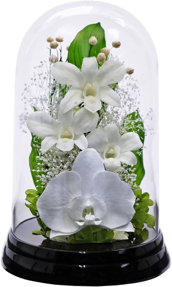 Amazon｜アートフォーシーズン ◎胡蝶蘭デンファレドーム ホワイト