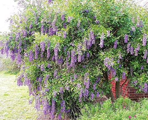 CSNCH Texas-Mountain-Laurel, Exotic Sophora Secundiflora Rare Mescal Bean Seed 15 Seed