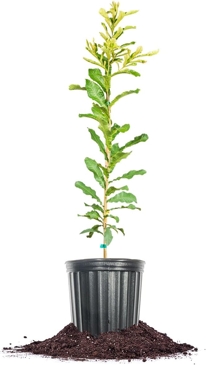 Perfect Plants Sawtooth Oak Tree 1 Gallon | Live Trees for Landscaping | Heavy Acorn Production Attracts Deer