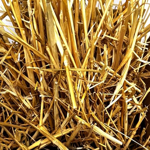 Wheat Straw 2 Quarts Fresh Raw USA Wheatstraw from Local Washington Farm Cats Love This So Much for Cat Shelter Bedding or Just for Fun