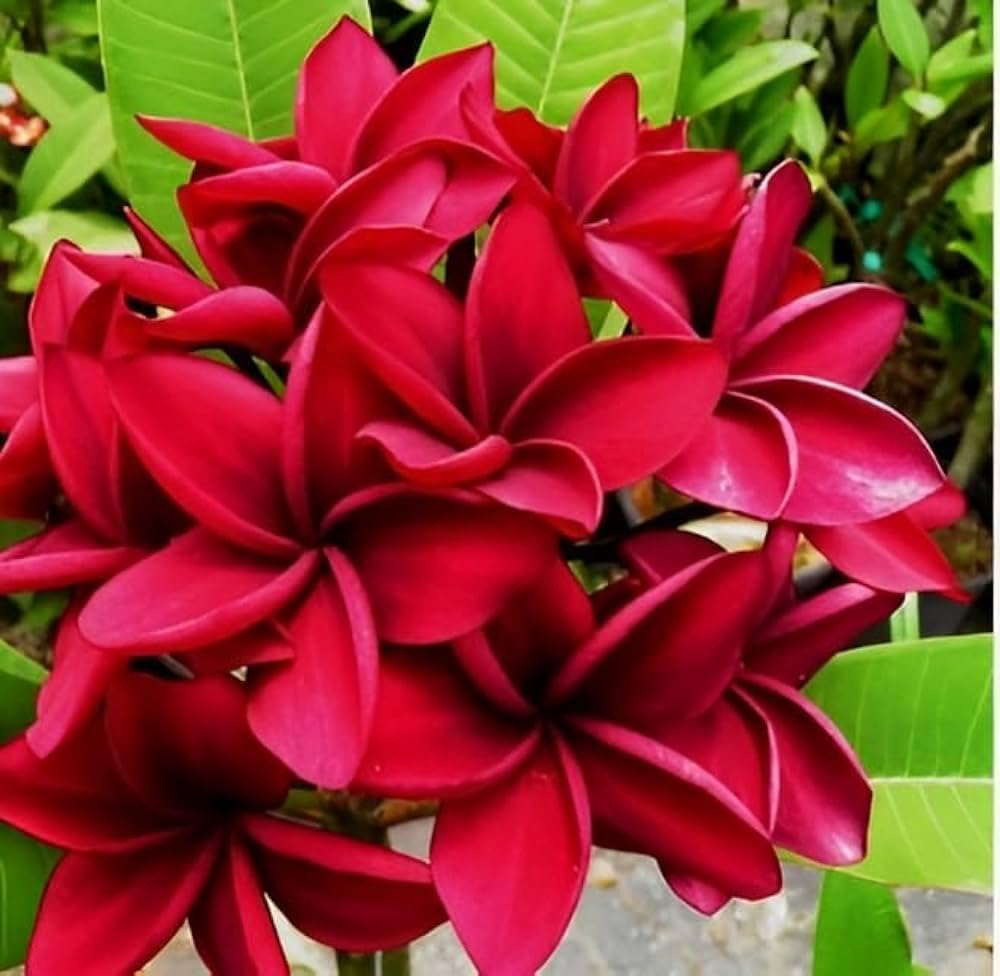 All season Kath Chapa Flower Plant/Flower Plant/Kath Chapa Live Plant/champak flower/golok chapa/kath golap (pack of 2) (B0D2B55BZ9) Amazon Price History, Amazon Price Tracker
