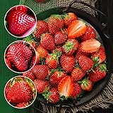 Die Düngung Ihrer Erdbeeren ist ein wichtiger Teil des Anbauprozesses. Ein ausgewogener Dünger, z. B. 10-10-10, kann bei der Pflanzung und erneut im Frühjahr verabreicht werden.