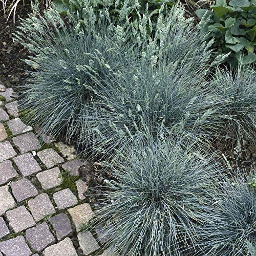Thegardeningworld 1000 Blue Fescue Fesnea Glauca Ornamental Grass Seeds Tgw-Fogl32Z #TOP4