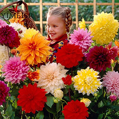 Creative Farmer Flower Seeds : Dahlia-Pompon Mixed Flower Seed For Shade For Nursery Plant (Seeds) Garden [Home Garden Seeds Eco Pack] Plant Seeds