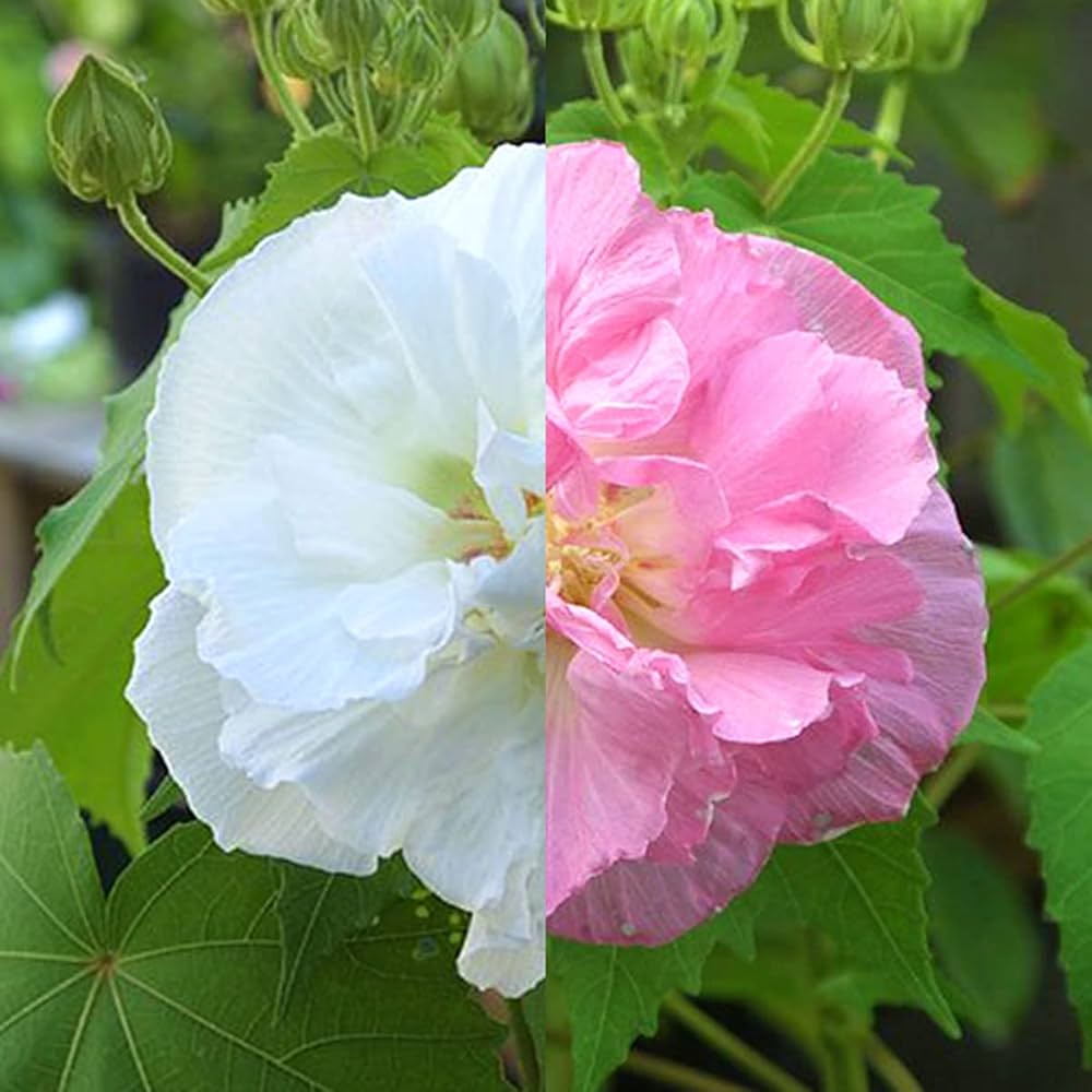 新品 清水なお子さん 芙蓉手花鳥文稜花鉢 2枚 酔芙蓉 （スイフヨウ） 2個セット （ 送料無料 ） 9cmポット苗