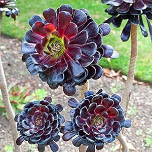 Pink Tin Rare Aeonium Arboreum Bonsai Atropureum Bonsai Plants Indoor Bonsai Flower For Home Garden Decoration Ornamental Plant 100 Pieces : Only seeds
